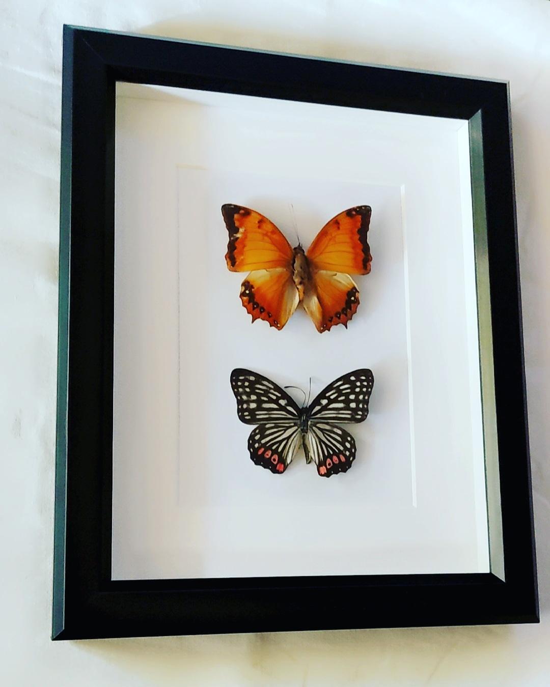 Butterfly Specimens