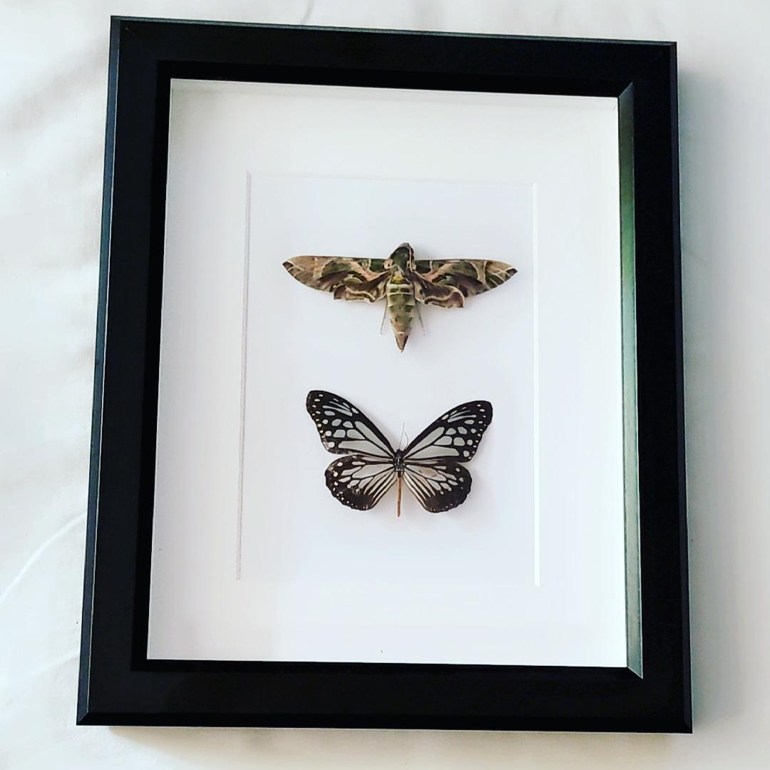 Moth and Butterfly Specimens