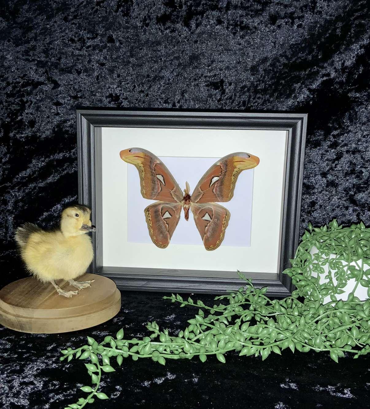 Atlas moth