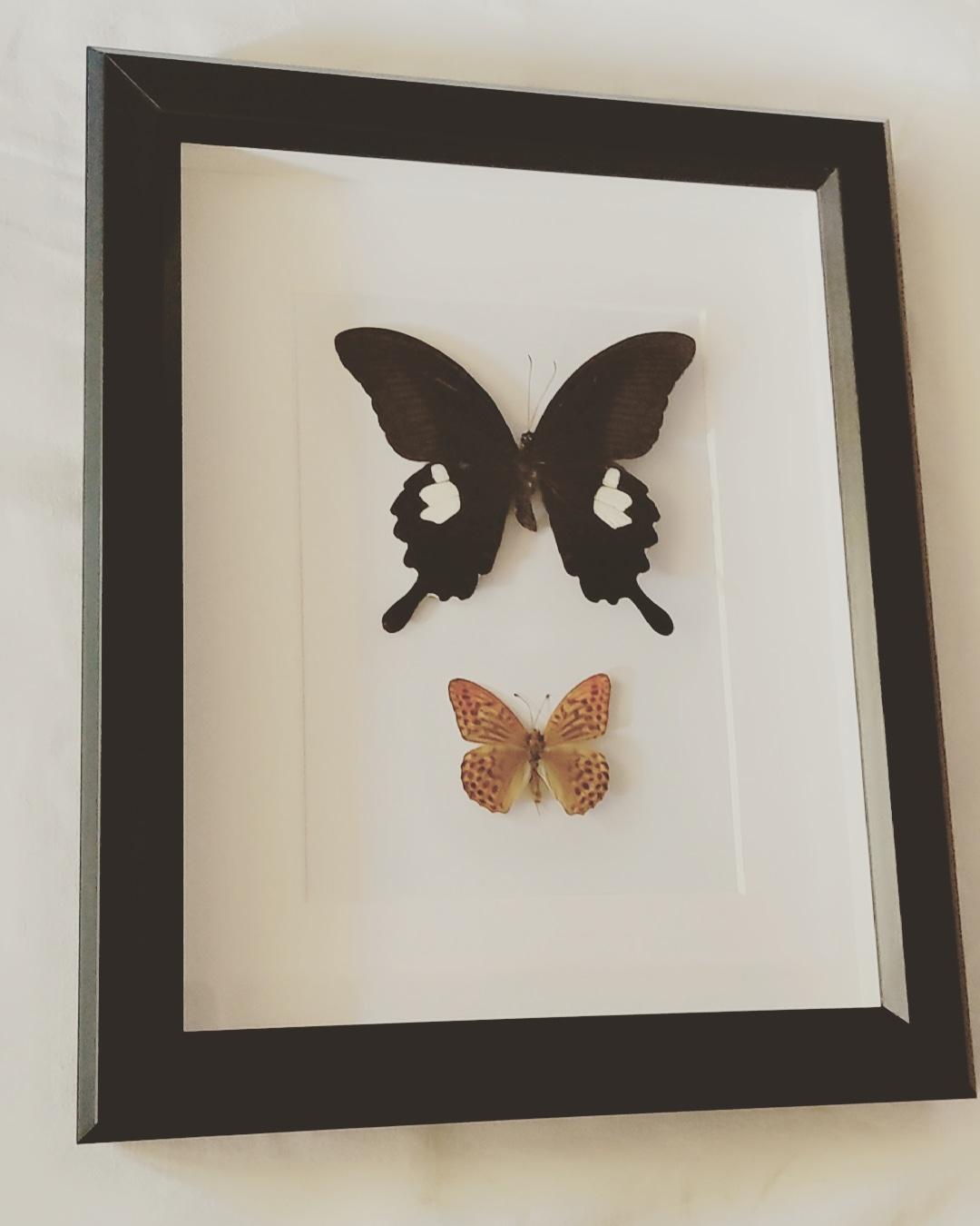 Butterfly Specimens