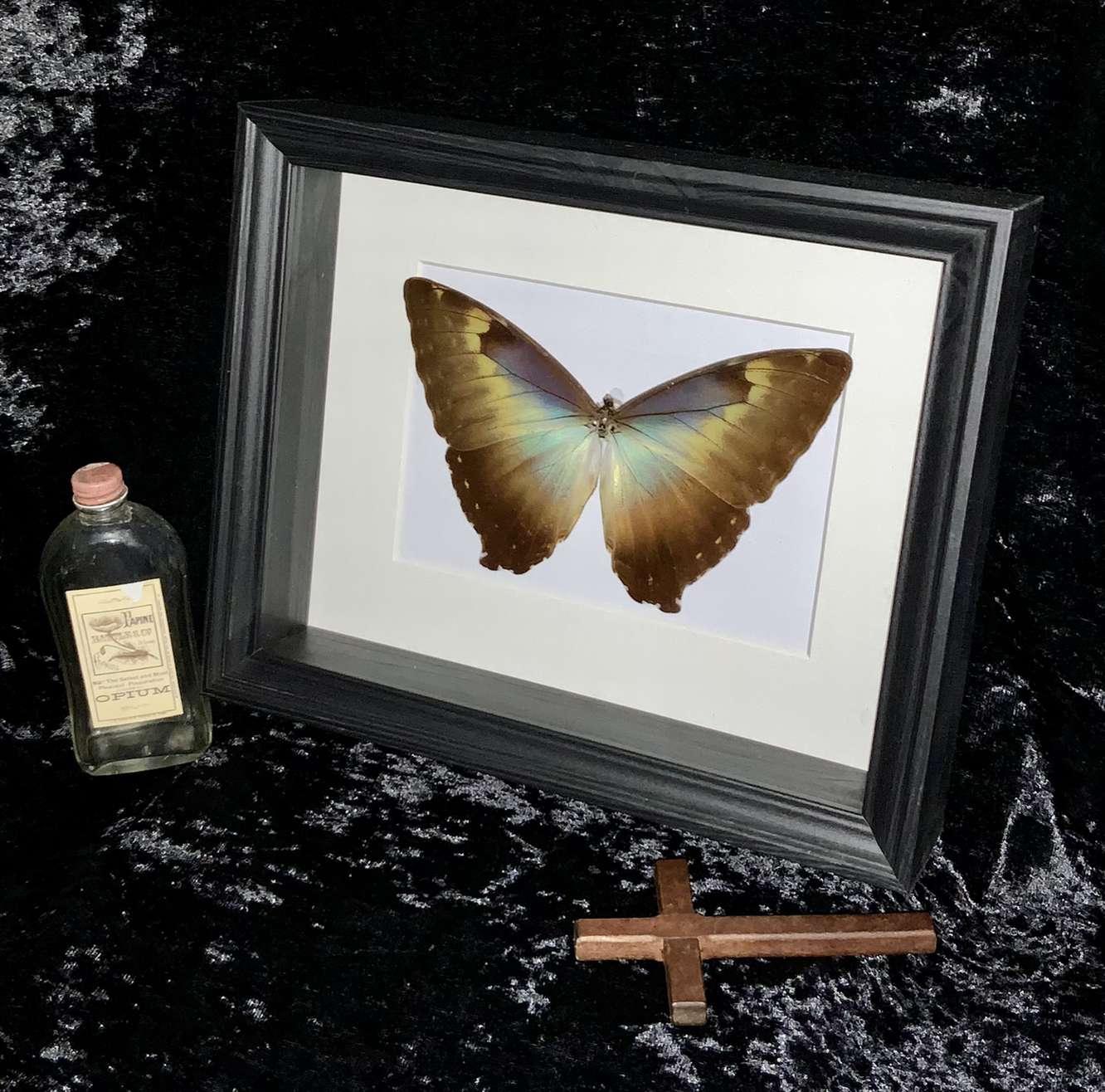 Golden morpho