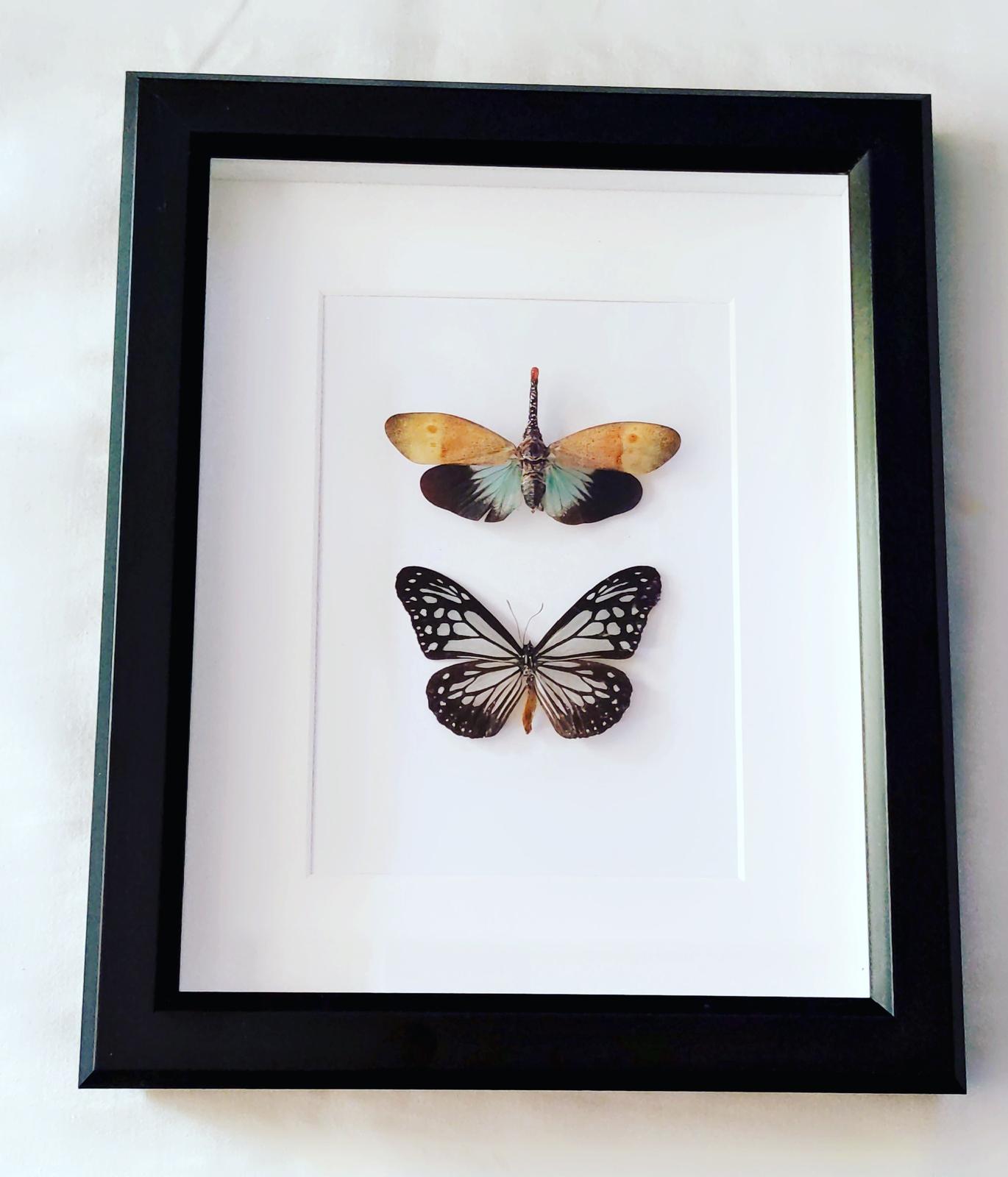 Lantern Bug and Butterfly Specimens