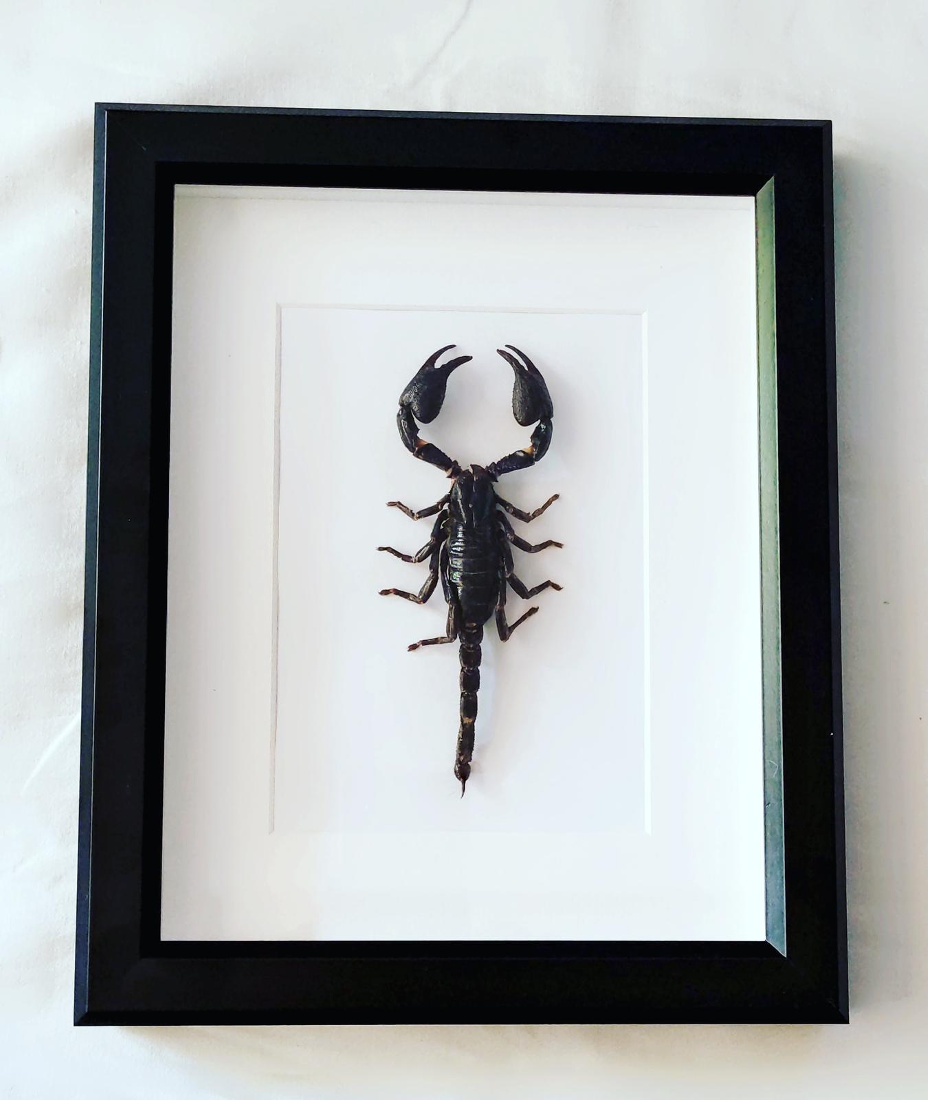 Scorpion Specimen
