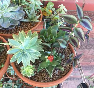 E&V Gardens