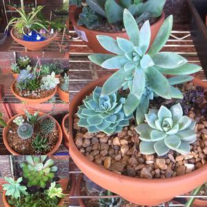 E&V Gardens