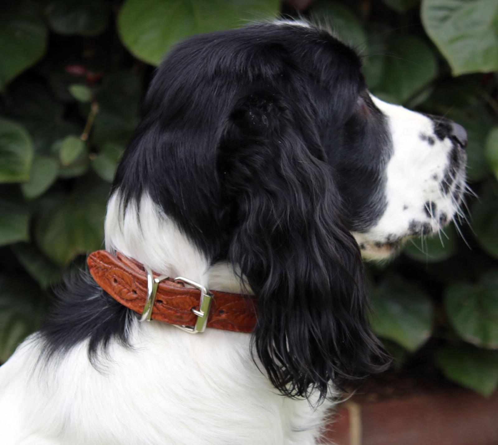 Stylish and Eco friendly collar that looks better the older it gets