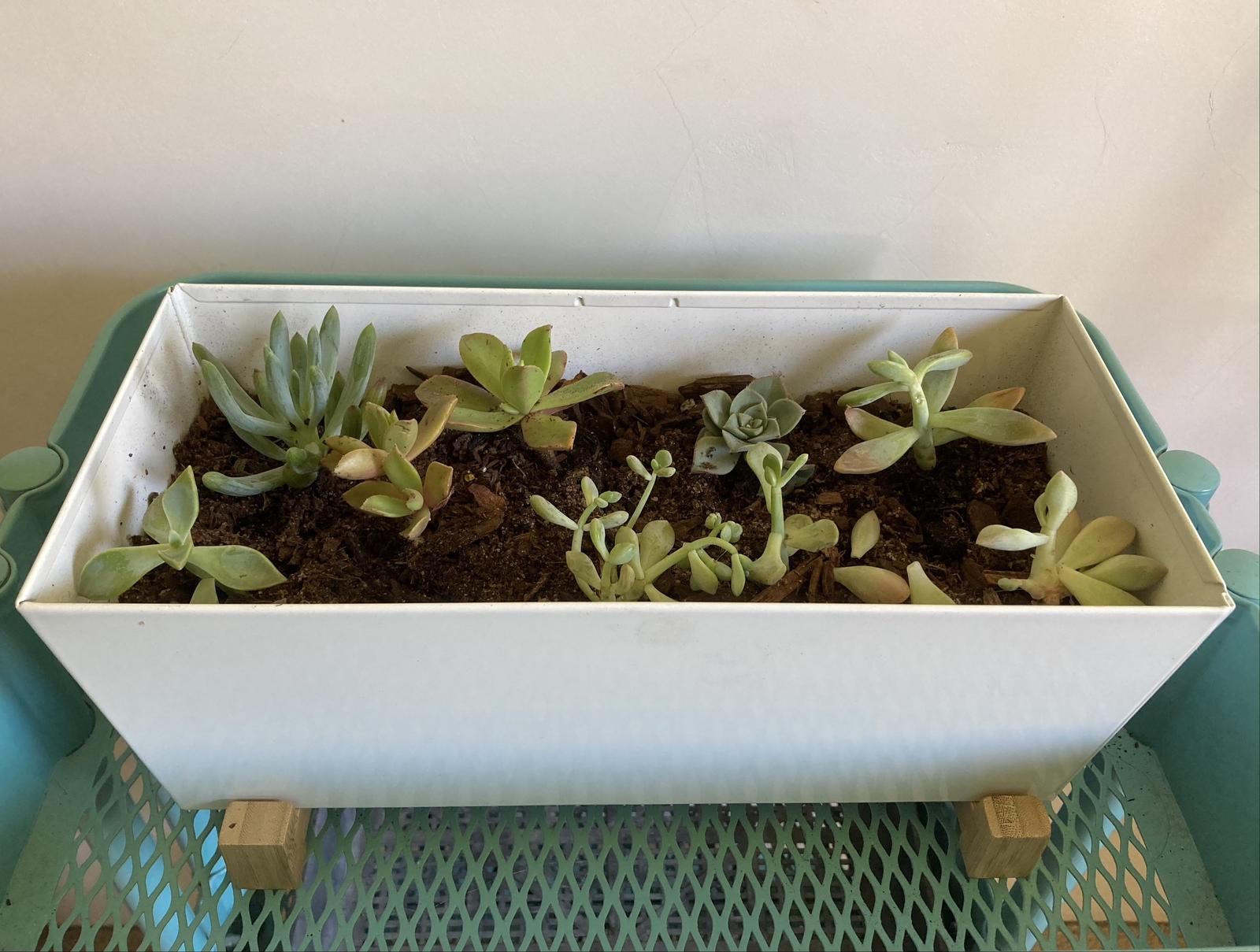 Succulents