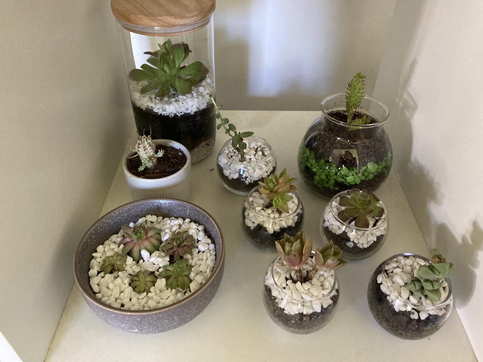 Succulents