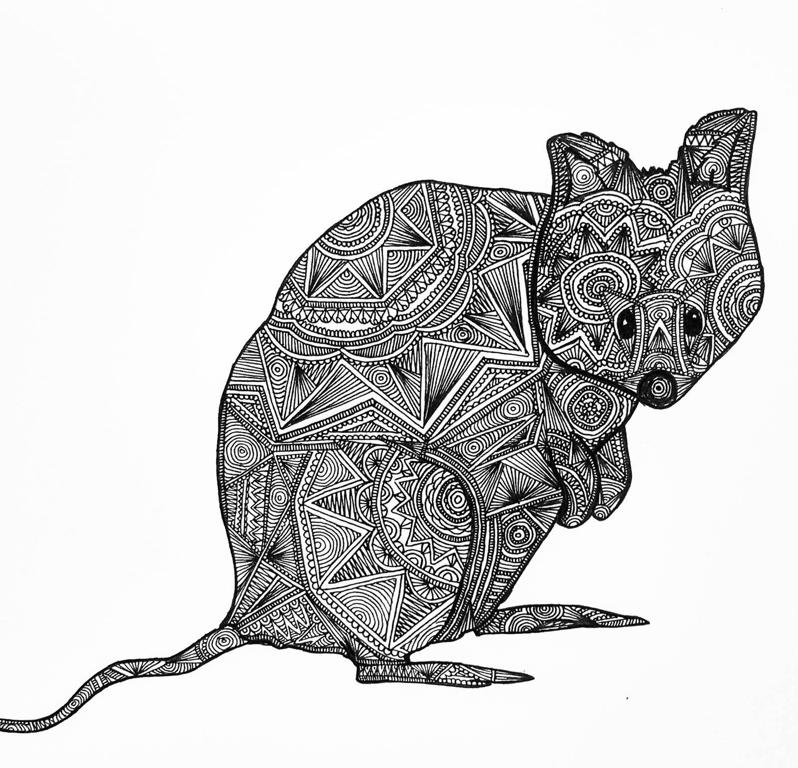 Quokka