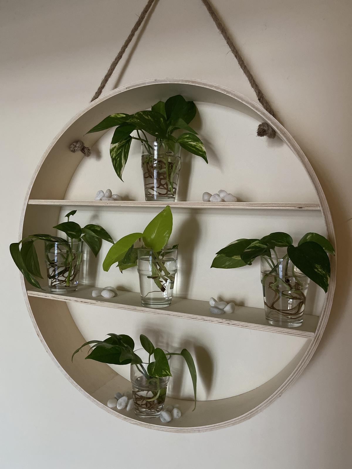 Green Daysy’s - all propagated locally