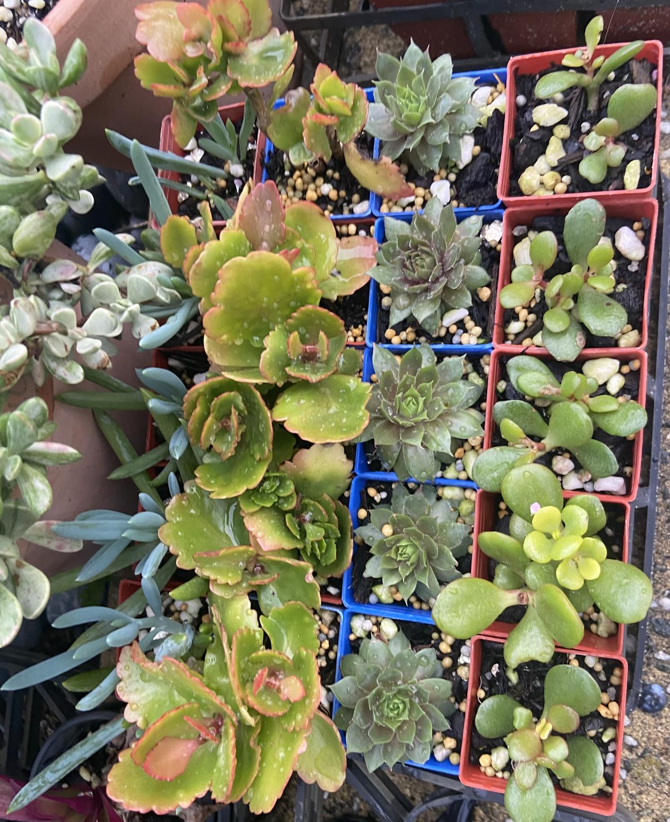 Home grown