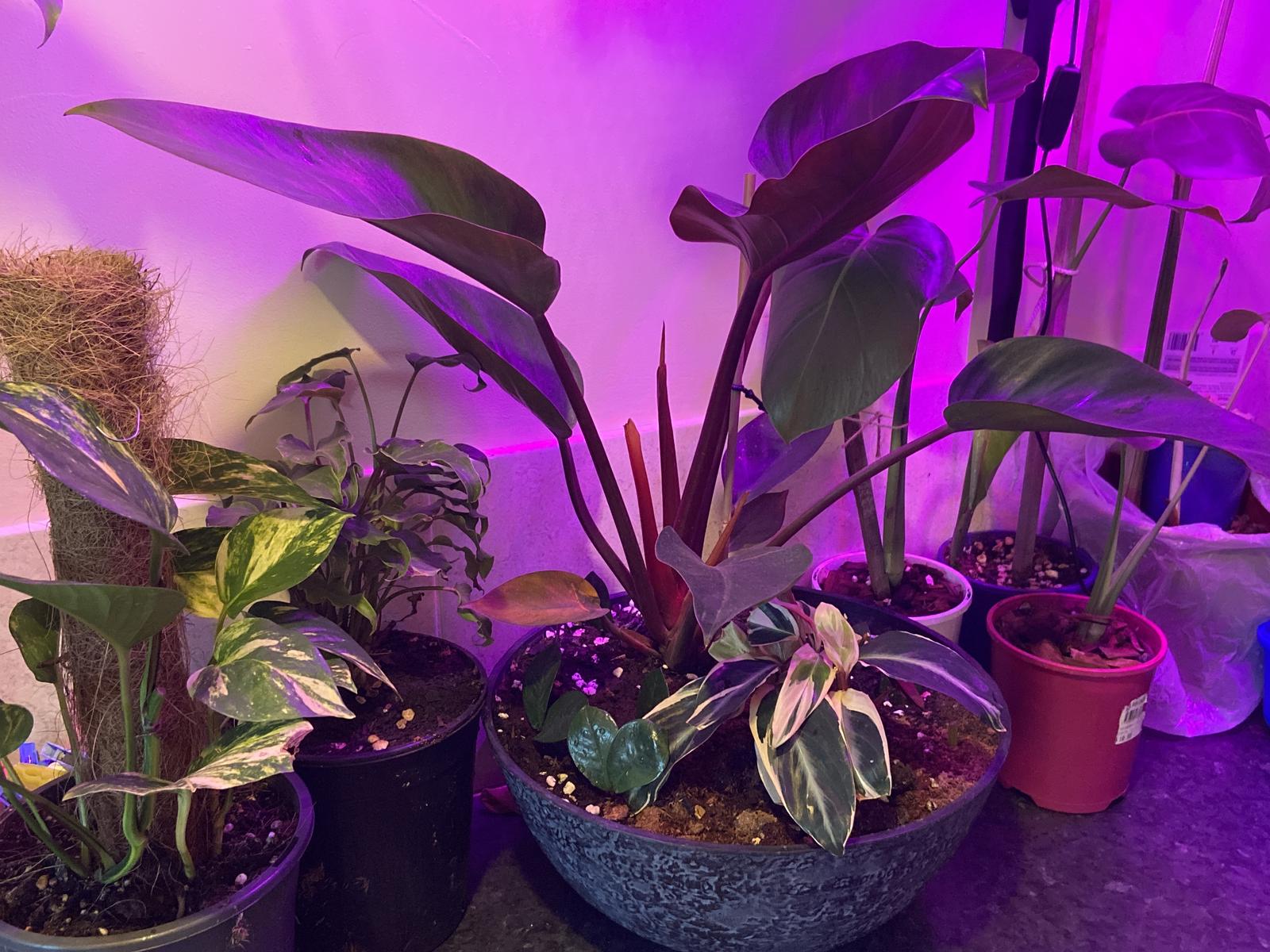 Green Daysy’s - happy and healthy plants