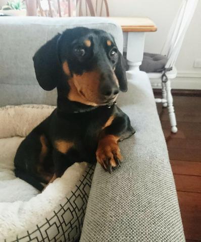 Obi - our Muse, Recipe Developer, Quality Control Officer and just outright Dude