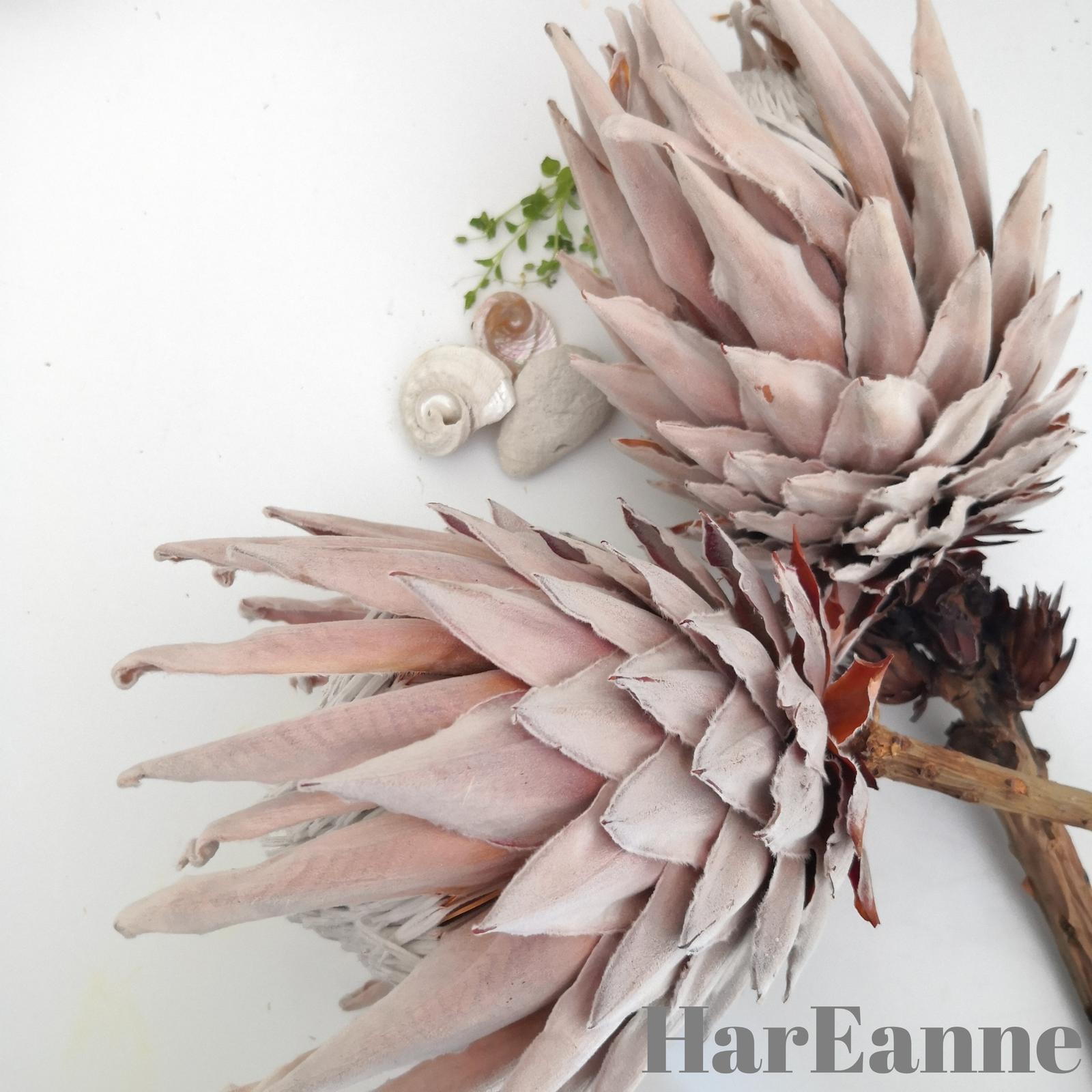 HarEanne