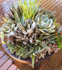 Hills botanic