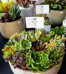 Hills botanic