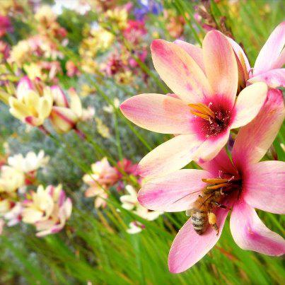 Honey I'm Home Produce - Pretty Flowers