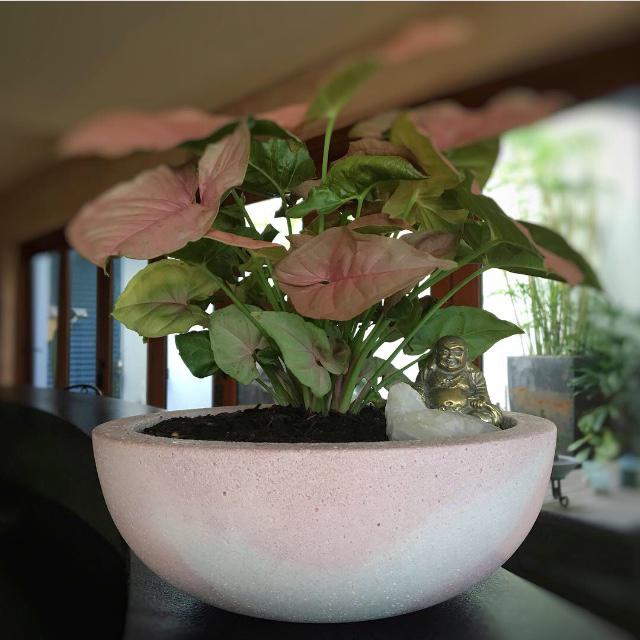 Blush & white planter bowl