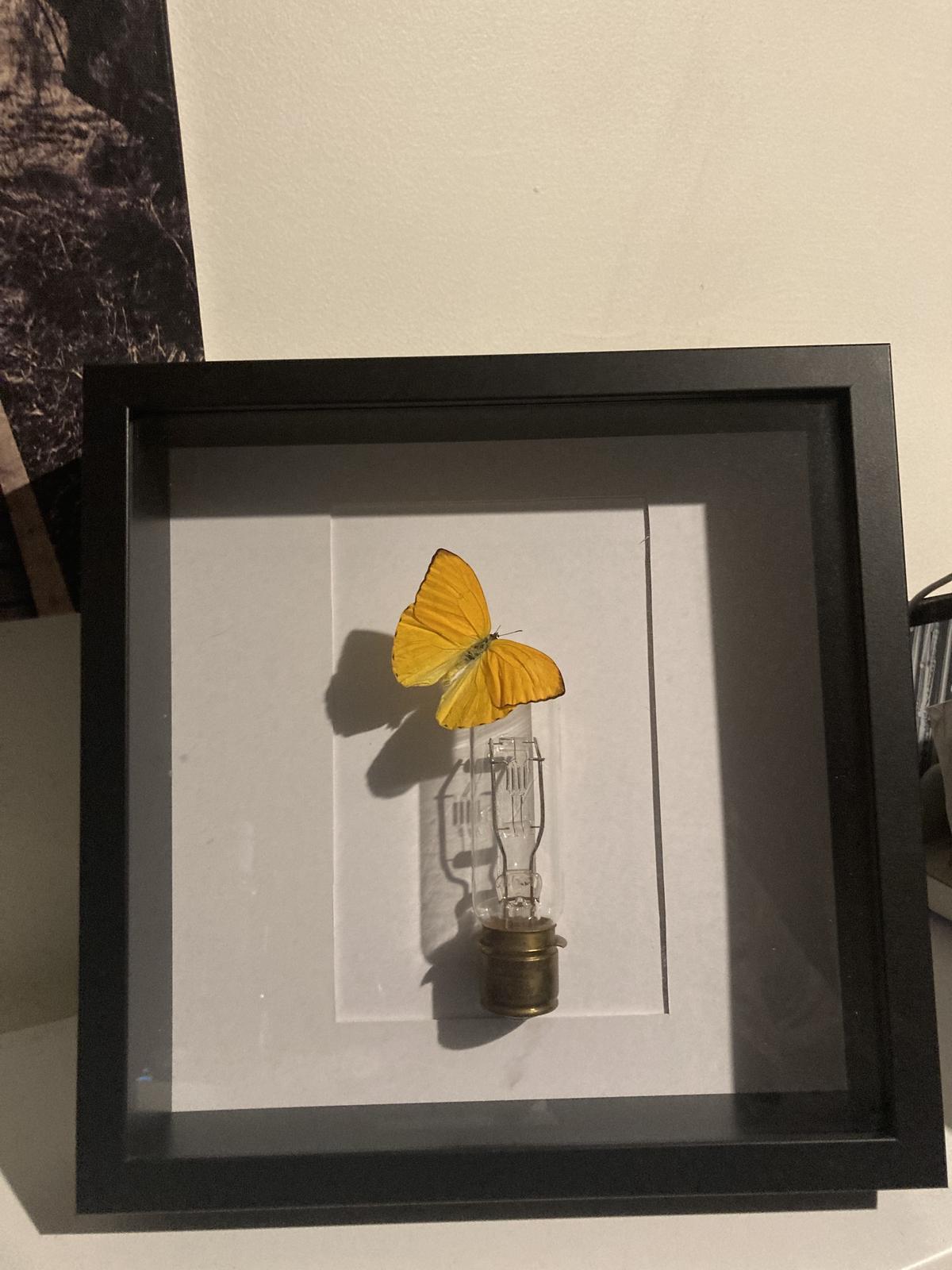 Insect Artistry artwork 2