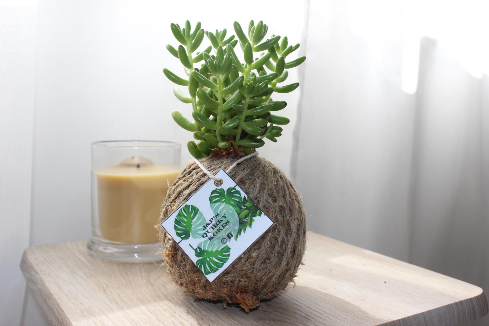 Jelly Bean Succulent