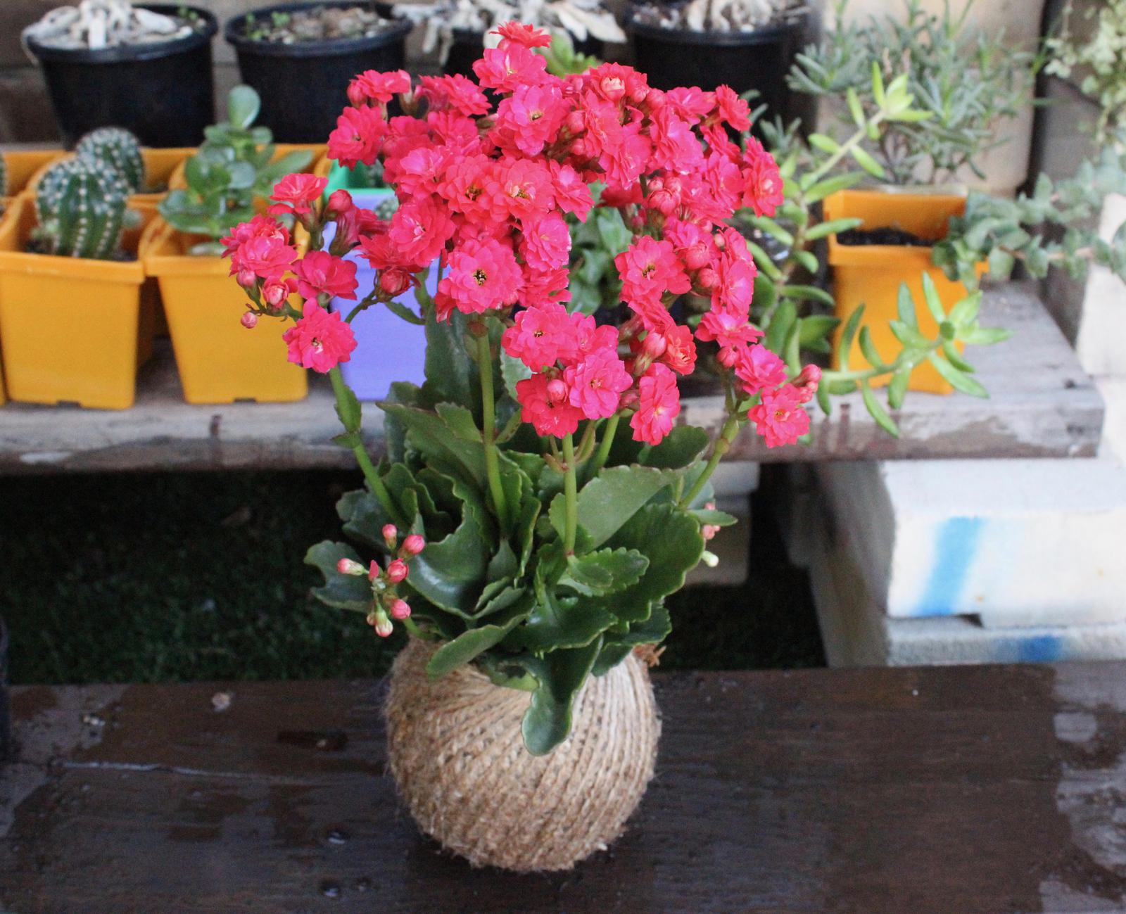 Kalanchoe Africanas