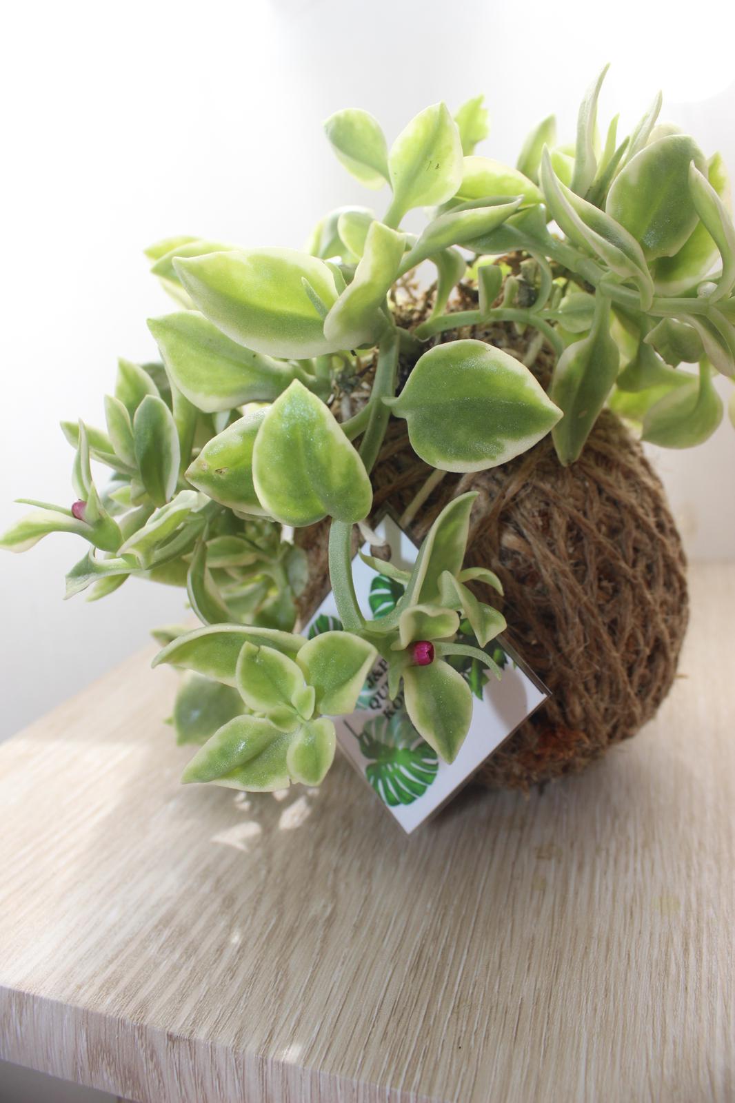 Heartleaf Iceplant