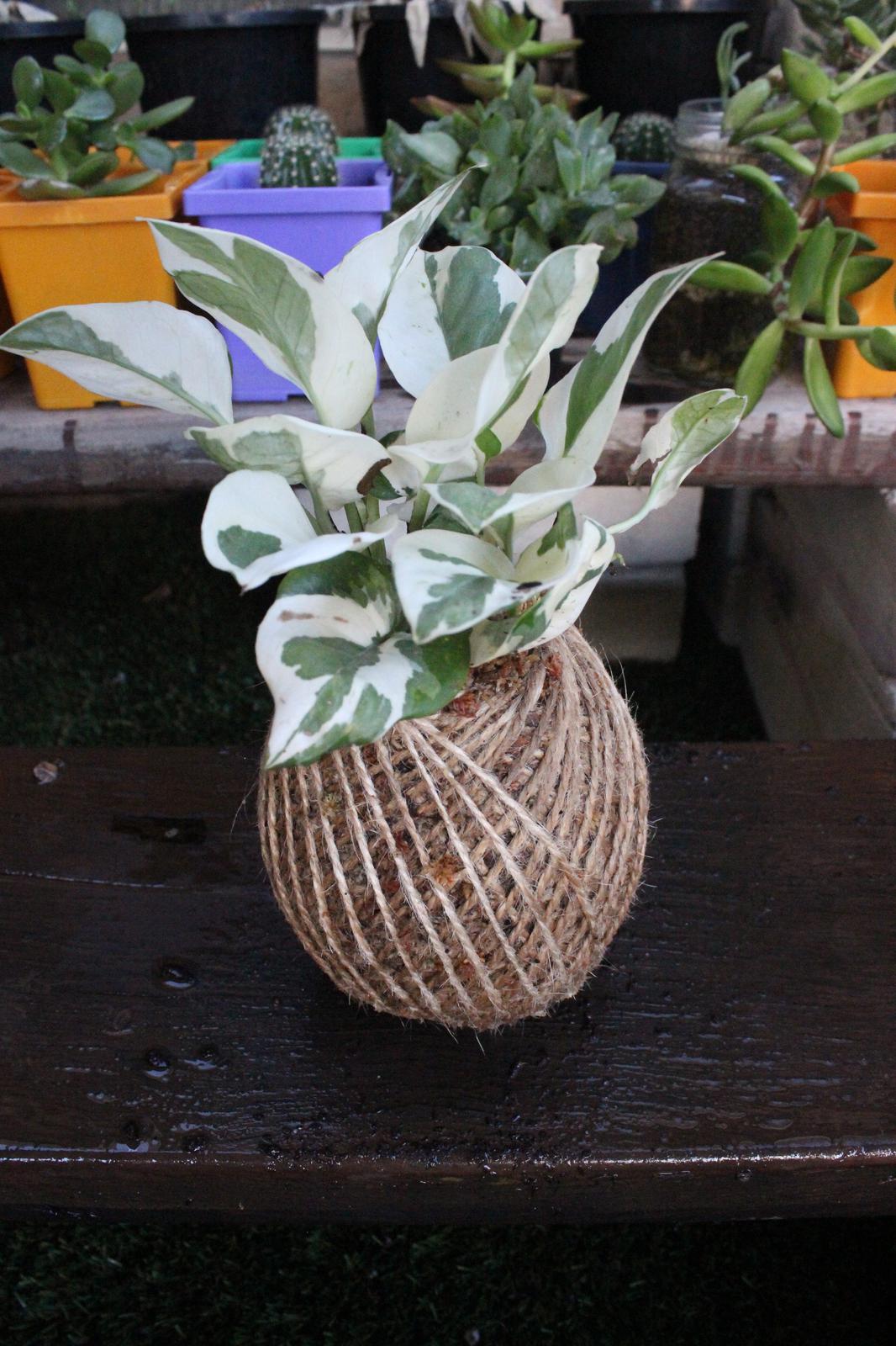 Snow Queen Pothos
