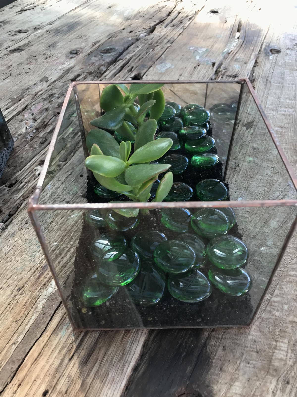 Terrariums