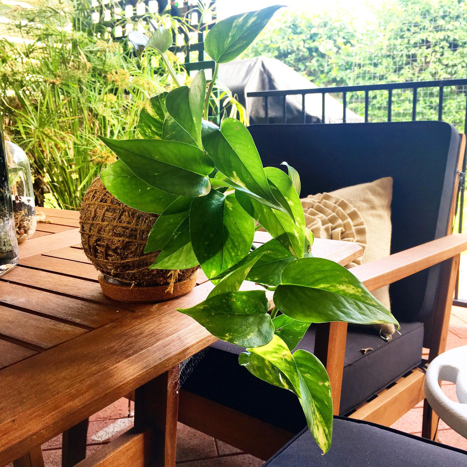 Kokedama