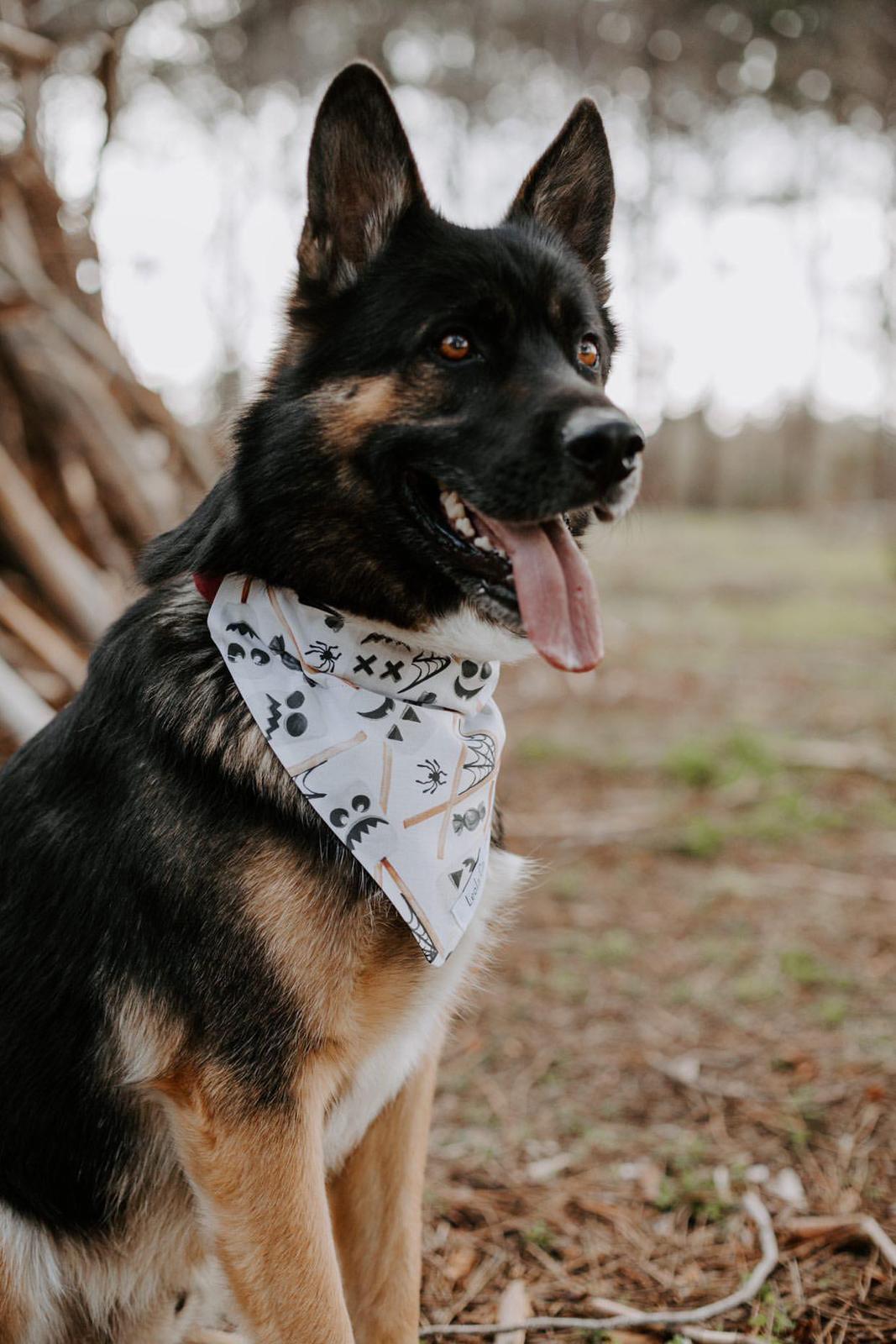 Leo wearing one of our dog bandanas