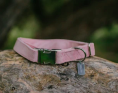 Luxury Velvet dog collar