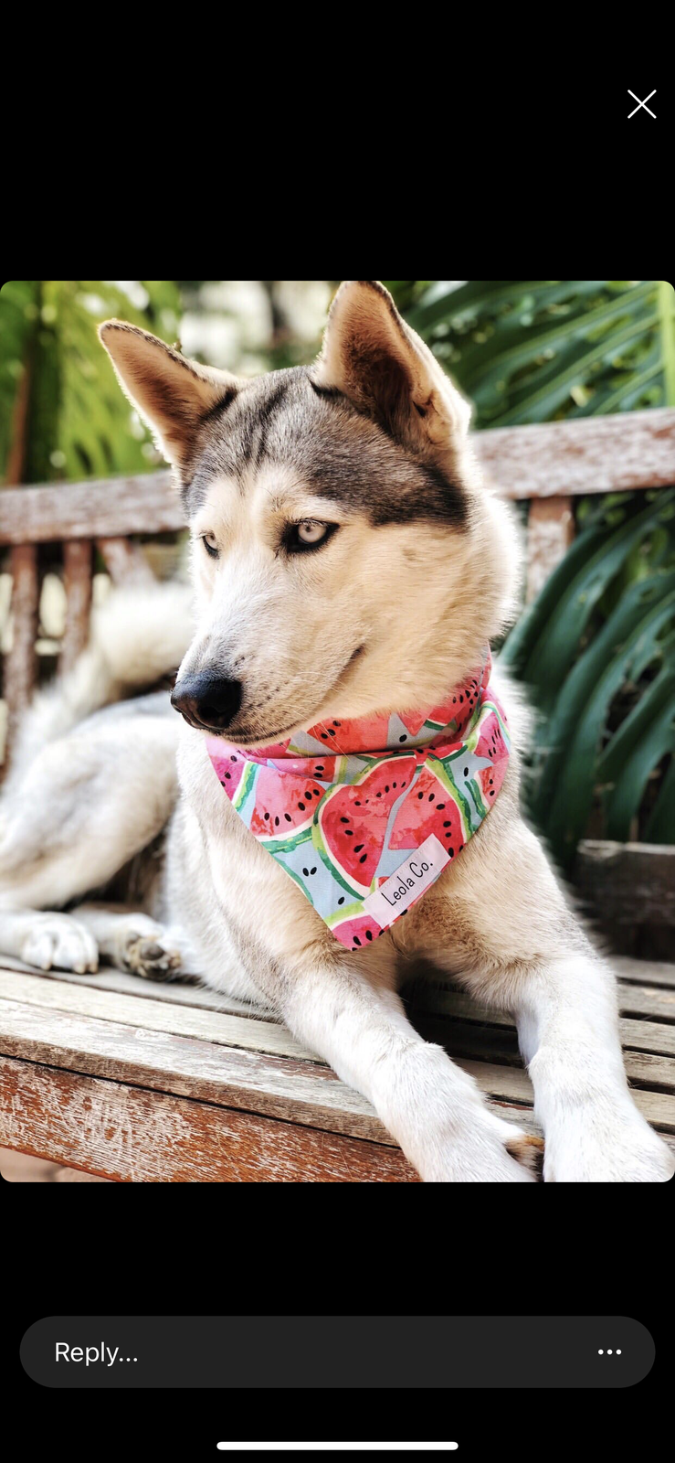 Dog Bandana on Koda