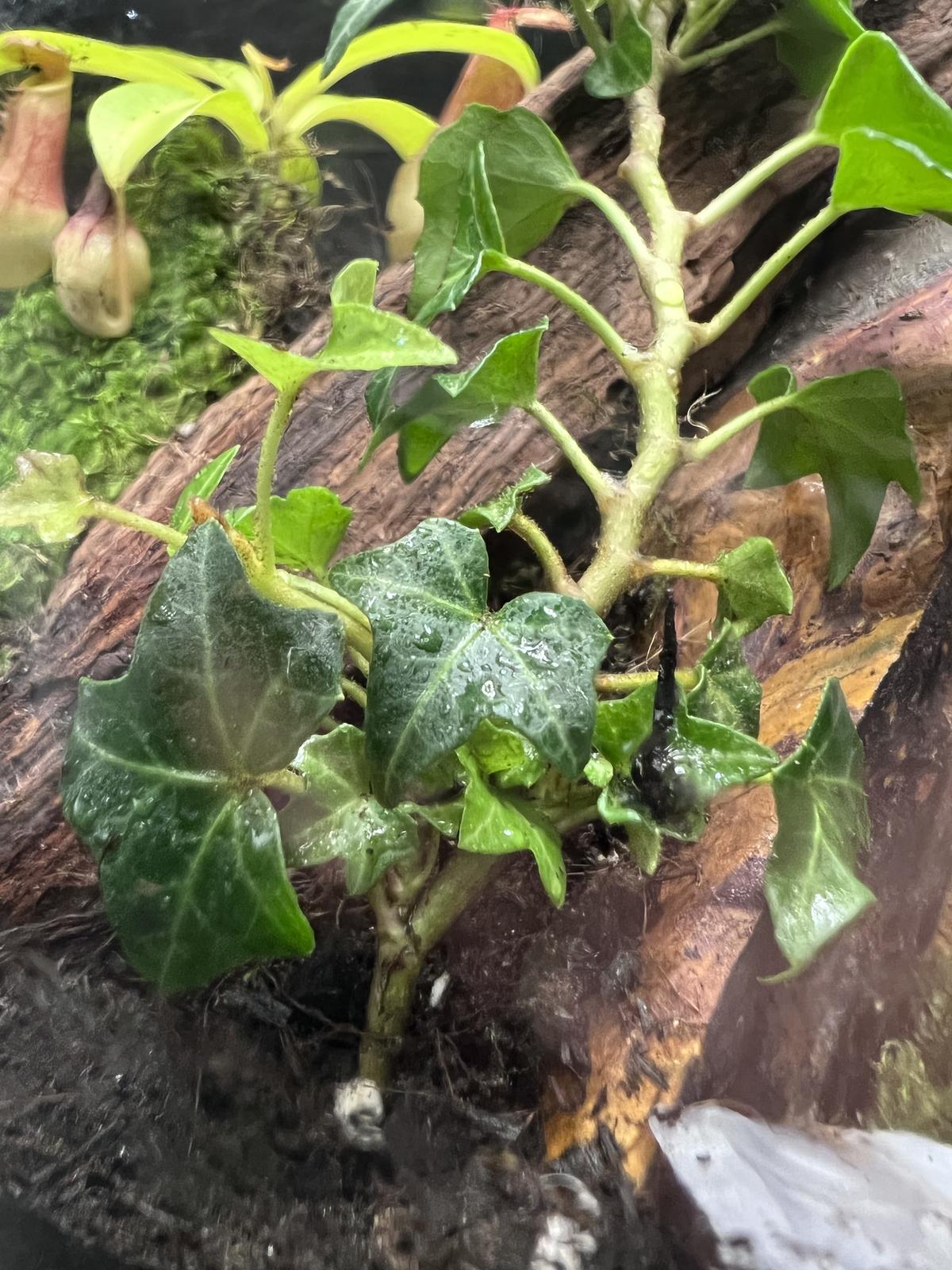 Ivy