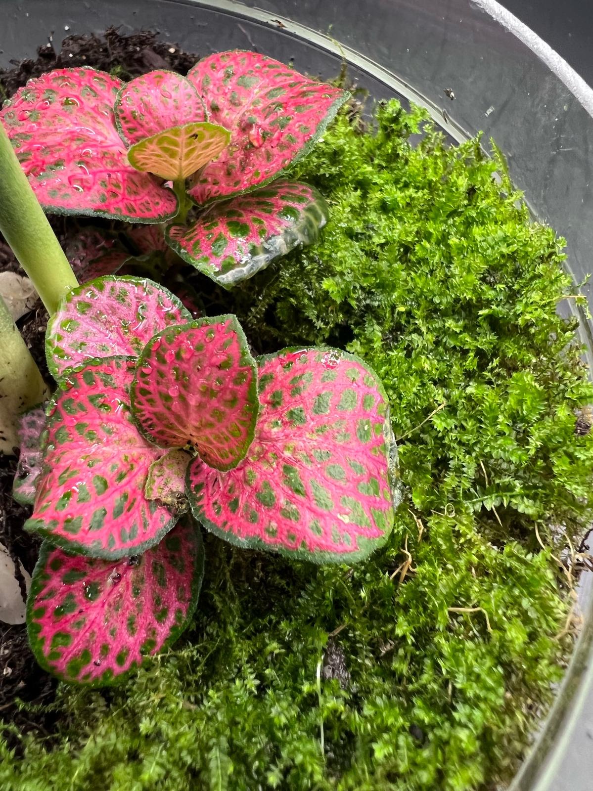 Moss