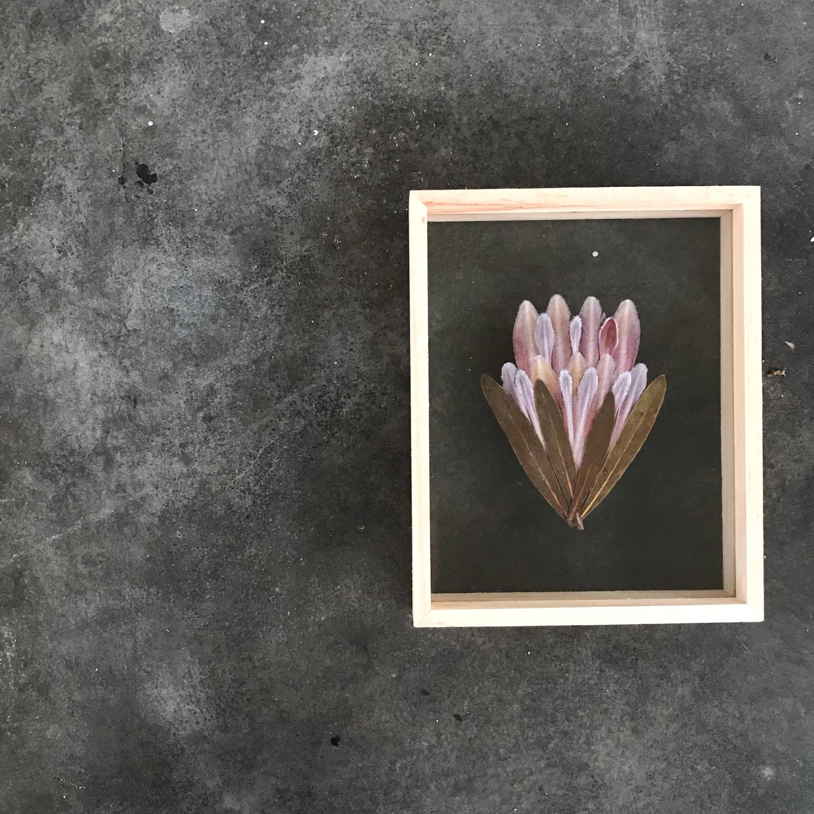 Floating Protea Frame