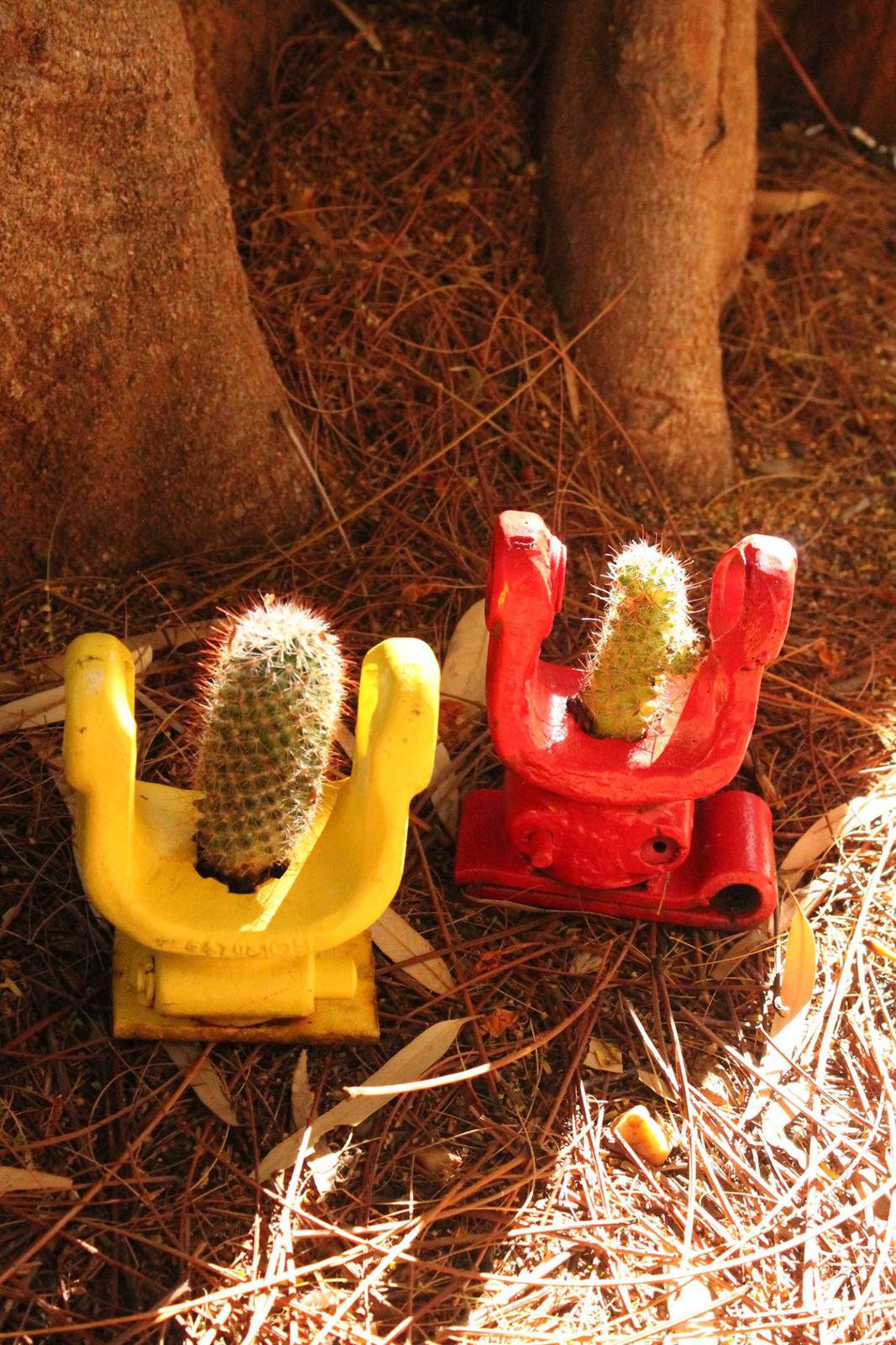 Succulent planters