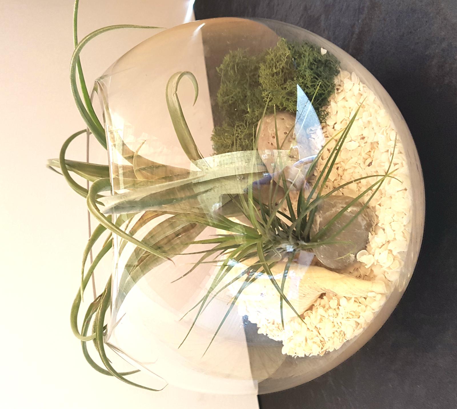 Air plants in terrarium