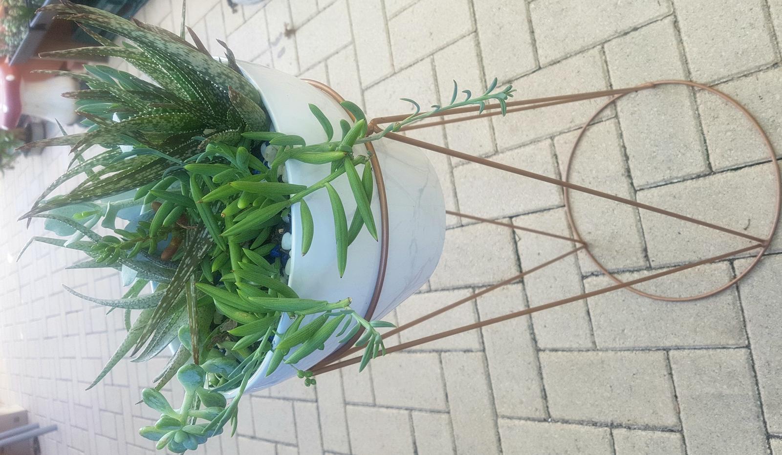 Succulents in pot on bronze stand