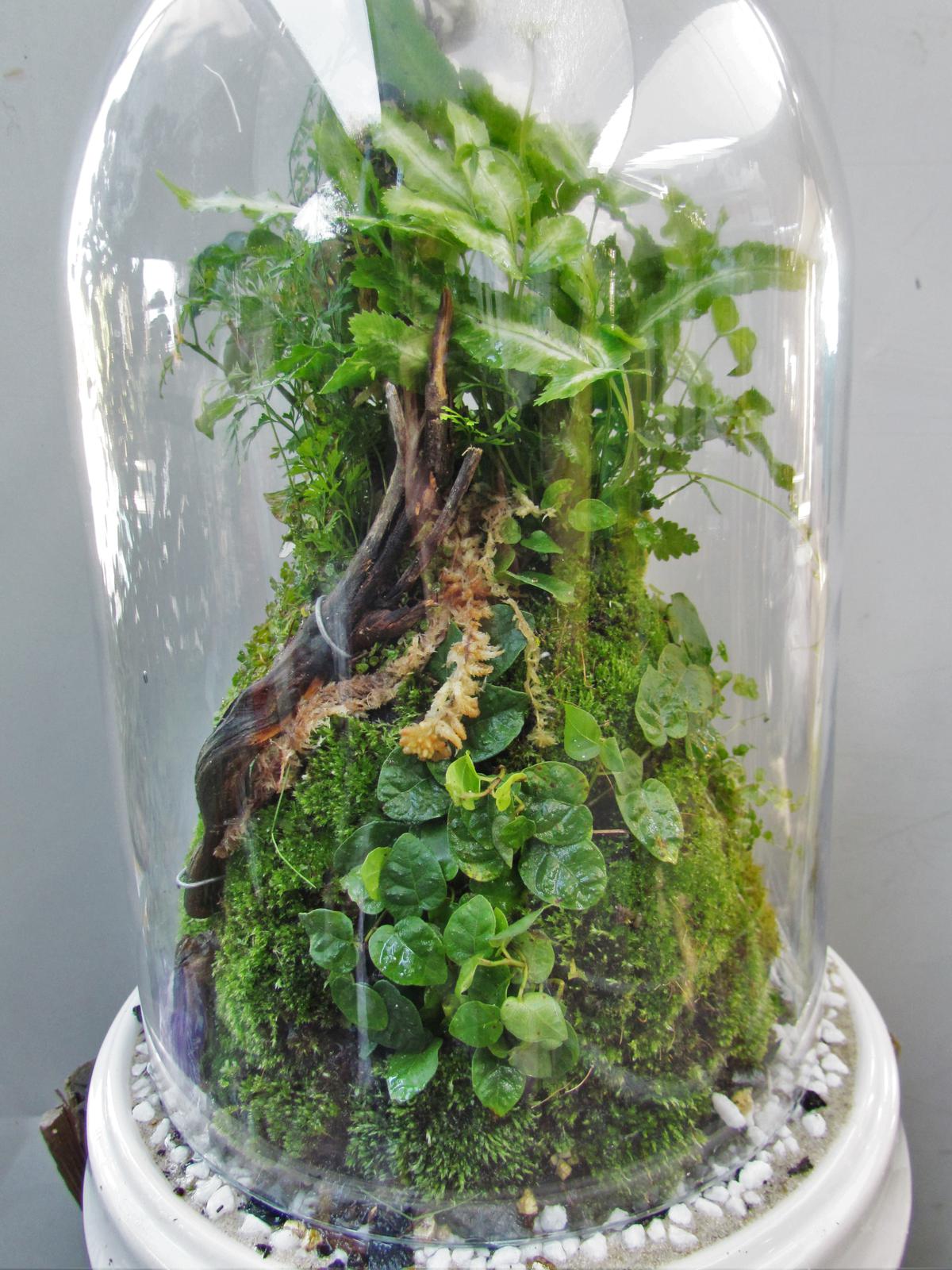 Rainforest dome terrarium