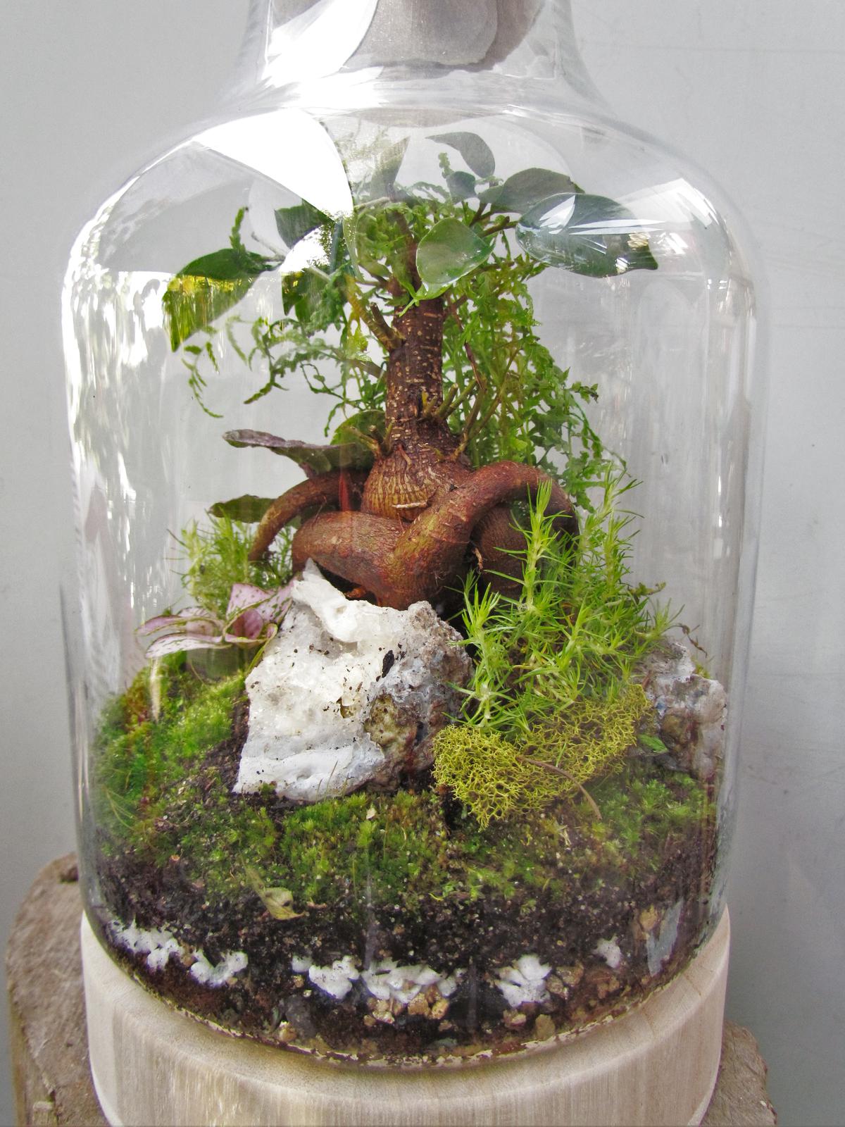 Bonsai terrarium