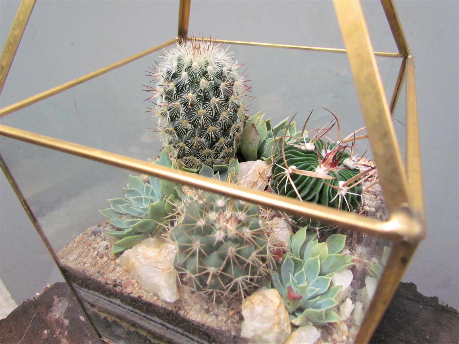 Succulent desert terrarium