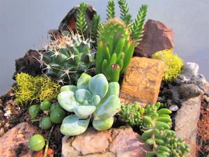 Miss Moss' Terrariums