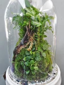 Miss Moss' Terrariums