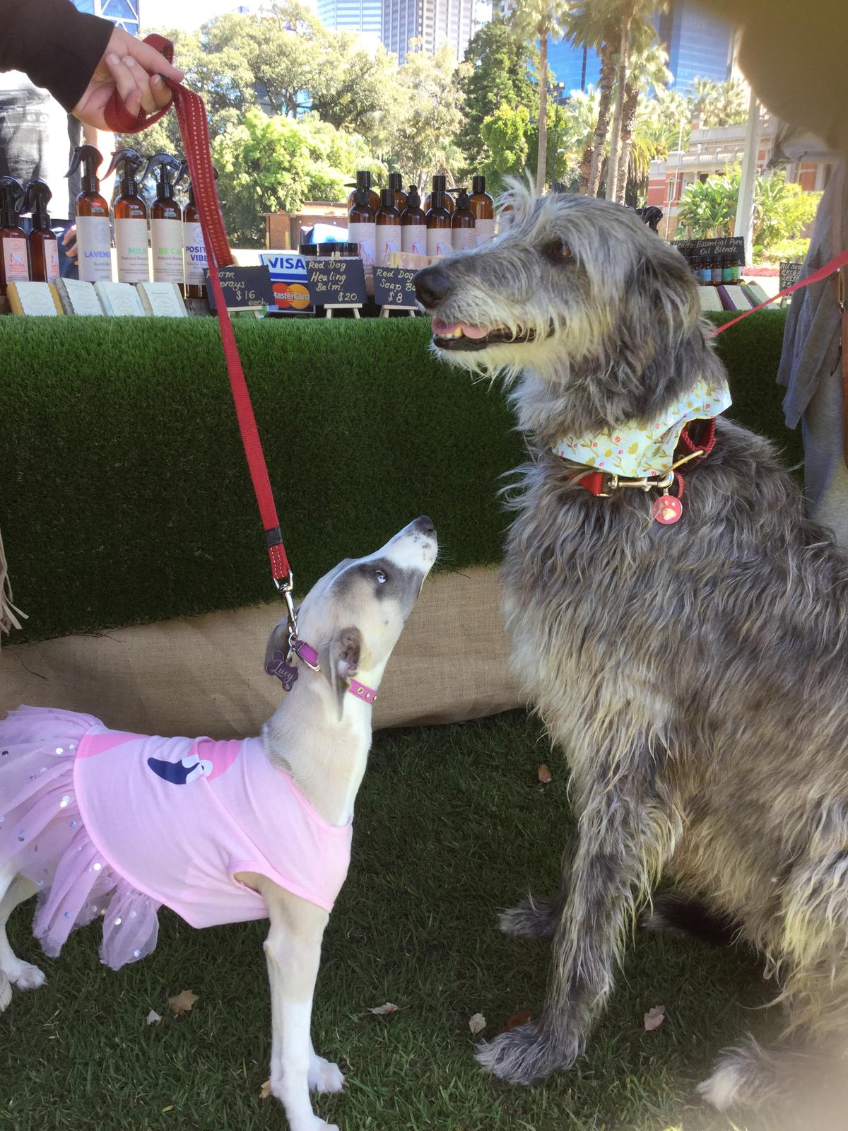 Dogs day out