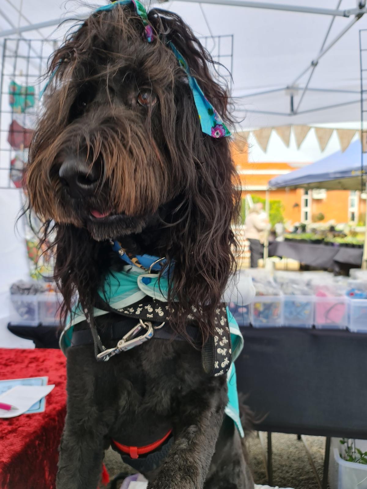 Willow, my Groodle Mascot - Only joins at pet friendly markets