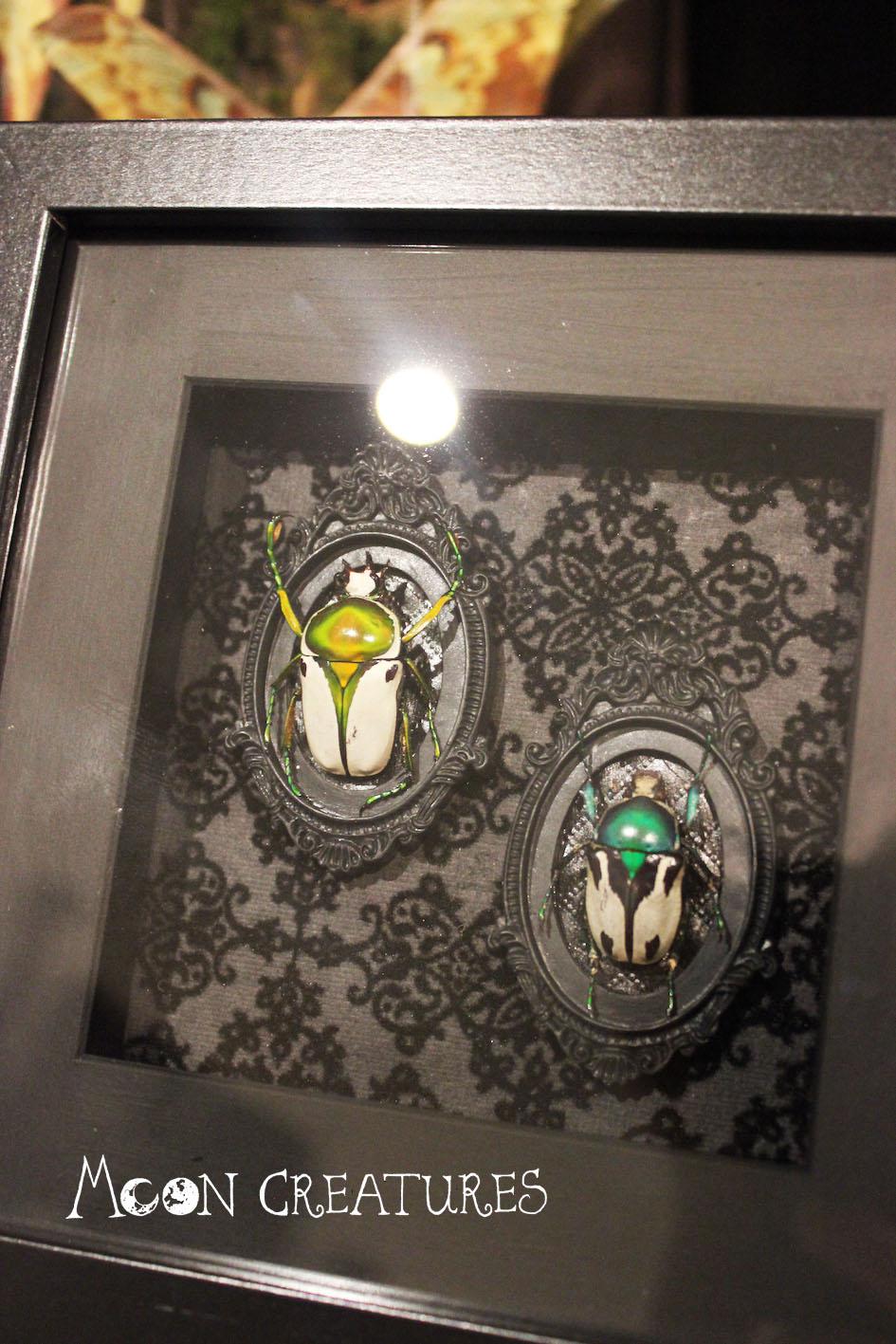 Framed beetles