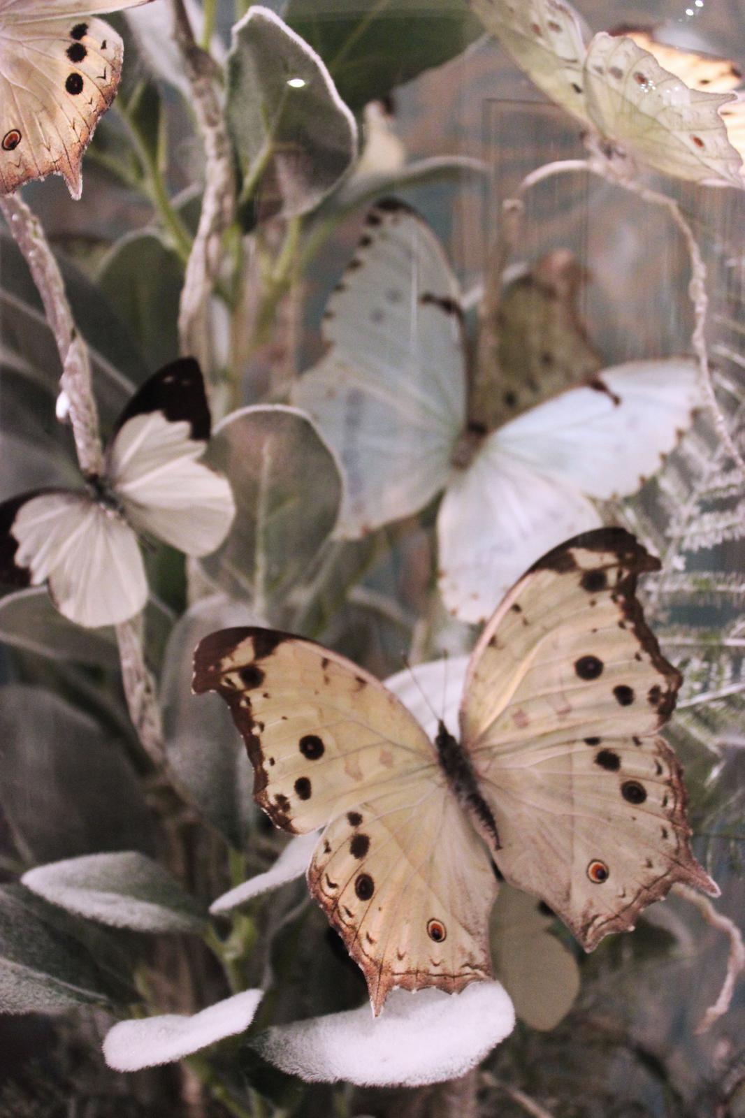 Close up "Winter Wonder"