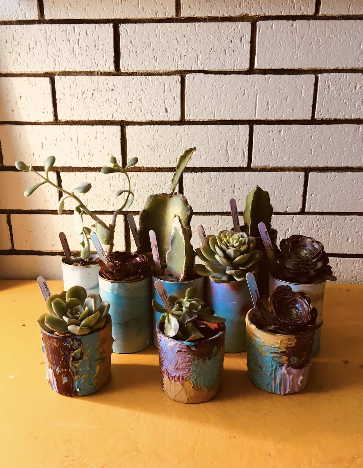 olivia monte products plants
