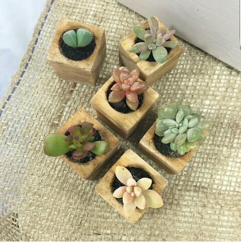 Mini wooden planters