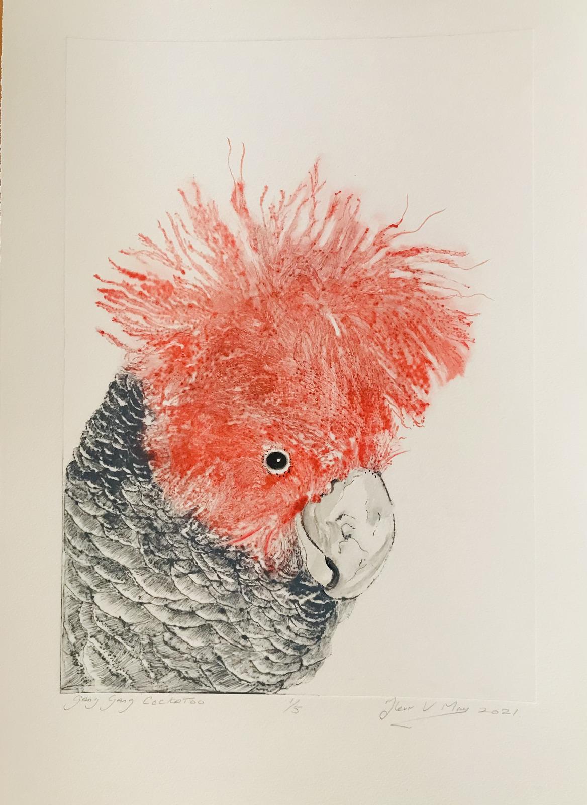 Gang Gang Cockatoo. Dry Point hand pulled limited Edition print.